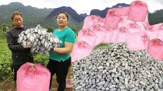 Daily life HT:Harvest peanuts entirely by hand picking the whole area