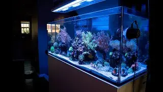RedSea Reefer 450 - Last Video Before Moving it Across the Country
