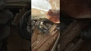 Oscillated skink eating a white tailed spider