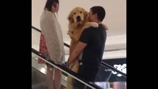Golden retriever gets carried up escalator