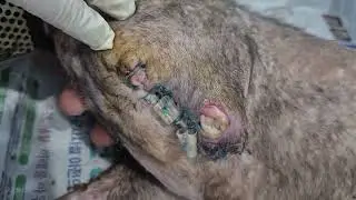 #dogs #dogsurgery  #rescue  #animallovers #shorts #rescuedog #accident