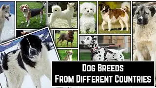 Dog Breeds From Different Countries Part 2 | @moviestudiodata