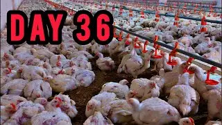 Day 36 Shed Update | Broiler Growth, Feed Intake & Space Management