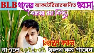 ধানের ব্যাকটেরিয়া জনিত পাতার ঝলসা ও প্রতিকার|Bacterial leaf blight in  paddy crop|Dhaner BLB rog