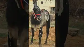 Black and white Furious Powerful Jallikattu Race Bull Running 💥🔥.#shorts #subscribe #hallikarbull