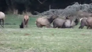 Roosevelt elk feeding and playing #elk, #wildlife #naturelovers,  #wildlife_inspired #new #shorts