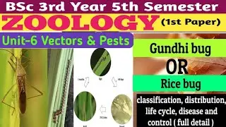 BSc 5th Semester Zoology 1st Paper/Gundhi Bug/Rice bug/Gundhi Bug Life Cycle,Classification, Disease