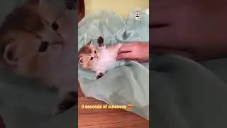 cute kitten belly rub #kitten #anakkucinglucu #kucing