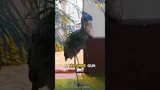 Shoebill Stork: Thats Birds Sound Like Mechine Gun!