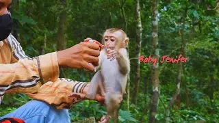 Wow... Unbelievable adore baby monkey Jenifer starting drinking milk the first time & she likes it