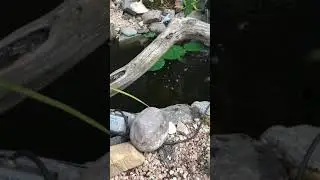 RARE SIGHTING on the &ldquo;Little Pond&rdquo; Comet goldfish!!!!