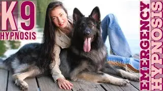 Canine Hypnosis