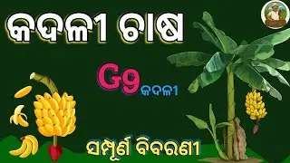 ଓଡ଼ିଶାରେ କଦଳୀ ଚାଷ | G9 Banana Farming Full Guide | 1 ଏକରରୁ ଲକ୍ଷାଧିକ ଲାଭ | Banana Farming Odisha