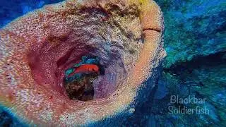 Beautiful Pierbaii Dive