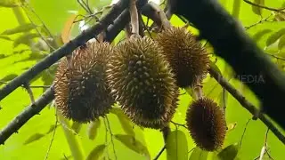 Finda Andrian Panen Durian dan Membuat Dodol | JEJAK PETUALANG (01/08/21)