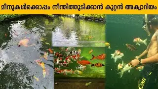 മീനുകൾക്കൊപ്പം നീന്തിത്തുടിക്കാൻ അക്വാറിയം| Rossy built a big aquarium to swim with coifishes