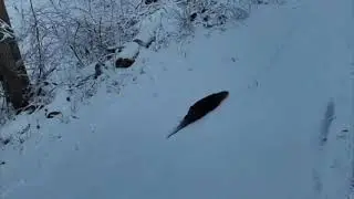 Otters slip through snow as they escape Wisconsin zoo