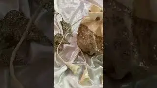 Designer Lehenga & Maxi Collection 2025 | Handcrafted Luxury with Cancan & Potli Bags | BnU Wardrobe