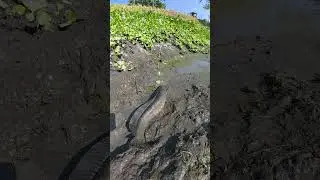 Traditional Village Life: Huge Fish Found in Muddy Water