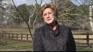 Cold weather good for cherry trees