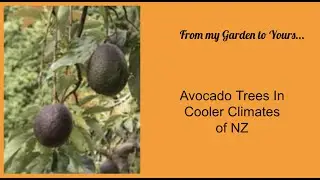 Avocado Trees in Cooler Climates Pt1.