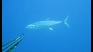 Spearfishing Moments by Roy Gvili - רוי גוילי דייג בצלילה חופשית