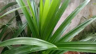 The benefit of Pandan leaf
