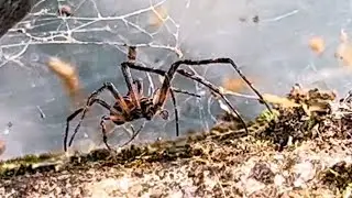Cross Orbweaver at SheQuaGa Falls