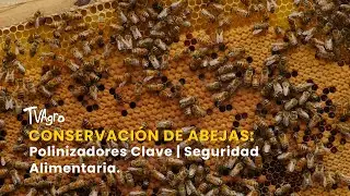 Conservaci&oacute;n de Abejas: Polinizadores Clave | Seguridad Alimentaria - TvAgro por Juan Gonzalo Angel