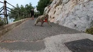 FUNNY MOMENT MONKEY STEALS RUGBY PLAYERS CRISPS IN GIBRALTER