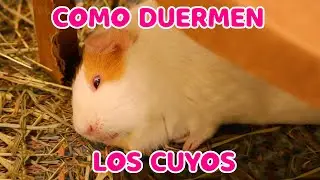 COMO DUERMEN LOS CUYOS