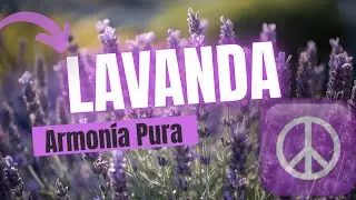 Lavanda: la planta que armoniza tu hogar y calma tu energ&iacute;a (si la colocas aqu&iacute;)