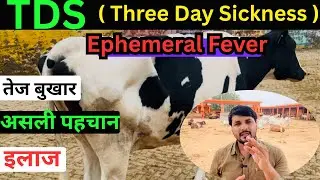 Bovine Ephemeral Fever in cattle/ Three day sickness TDS in cattle 