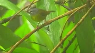 endemic, white-lored warbler (Myiothlypis conspicillata), Reserva El Dorado, Bogota Birding