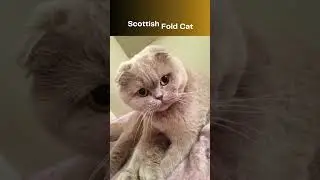 Top 10 most Precious cat breeds!