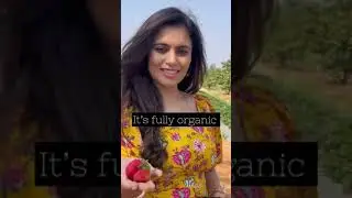 A Day With Innocent Farmers🍓| Sonu Gowda #shorts #strawberry #farmer #sunflower
