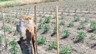 Nihayet Ekim İşi Bitti