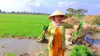 Ra đồng chiết mạ nấu bữa cơm chiều mời cả nhà cùng ăn/ CLMT