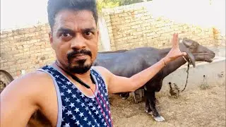 Day-30, All India Trip | Samastipur Bihar Village Life 🤗 | Feelthelife