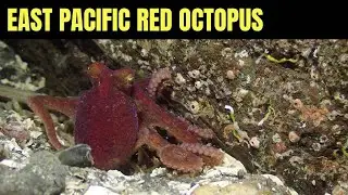 Octopus On The Move | Salish Sea Marine Wildlife
