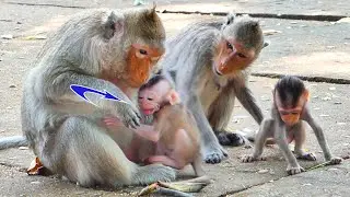 My God ! Baby monkey EMOLY cries angry mother reject milk for her - when she asks milk from mother
