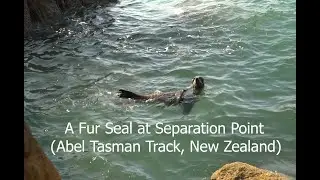 Fur Seal at Separation Point - Abel Tasman Track - New Zealand