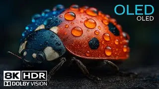 NATURE'S FINE DETAILS IN 8K HDR | ULTRA HD MACRO WONDERLAND