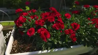 Dianthus highlights and Oscar&reg;