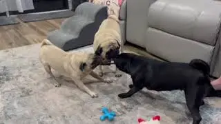 Penny the Pug After Stem Cell Therapy