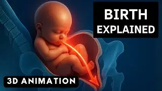 How Childbirth Really Happens | 3D Birth Animation Explained