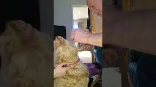 Best dog ear cleaner to stop yeast build up