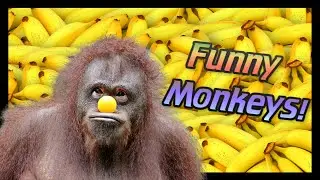 😂 Funny 🐵 MONKEYS Doing STUPID things!! [Try Not to 🤣 Laugh]