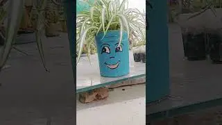 spider plant care#indoor plant#short video#YouTube video#trading#yasmin's garden 🏡🏡