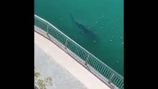 Big Shark and Snake seen in the sea in Palm Jumeirah Dubai